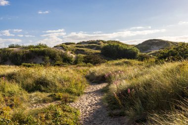 Güneşli bir yaz akşamında kum tepelerinde yetişen marram otları ve kır çiçekleri.