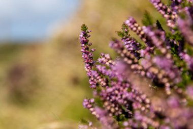 Güneşli bir yaz günü, Cornish kırsalında çiçek açmış bir Heather 'ın yakın çekimi.