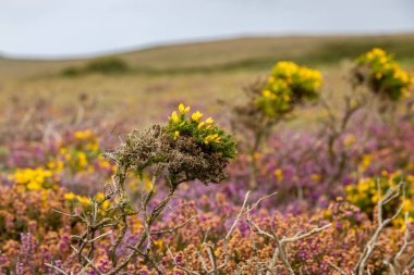 Cornwall 'daki fundalıklarda sığ bir tarla derinliğinde Gorse ve Heather çiçek açıyor.