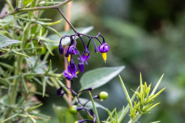 Cornish kırsalında yetişen acı ve tatlı bir çiçeğe yakın plan, sığ bir tarla derinliği