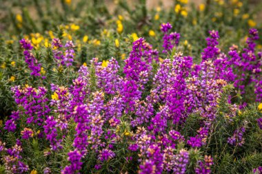 Heather kırsal Cornwall 'da çiçek açıyor, güneşli bir yaz gününde.