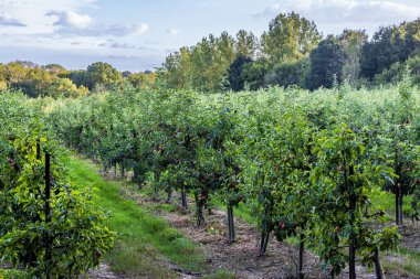 Eylül 'de toplanmaya hazır bir elma bahçesi.