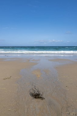 Cornwall, Sennen 'deki kumlu sahilde deniz yosunu, tepemizde mavi bir gökyüzü.