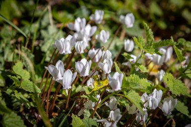 A close up of wild cyclamen in rural Sussex, on a sunny autumn day clipart