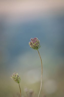 A close up of a wild carrot flower in the Sussex countryside, with selective focus clipart