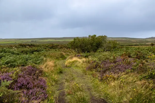 Heather bulutlu bir ağustos gününde Cornwall 'da bir kırda büyüyor.