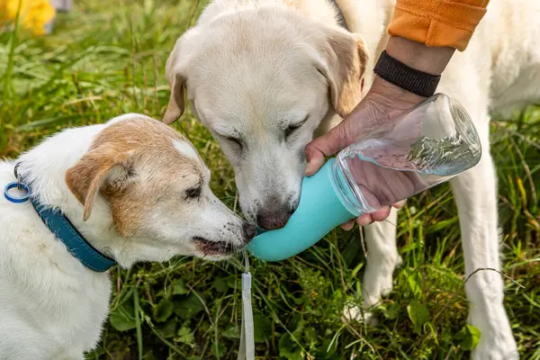 Yürüyüşe çıkmış su şişesinden su içen iki köpek.