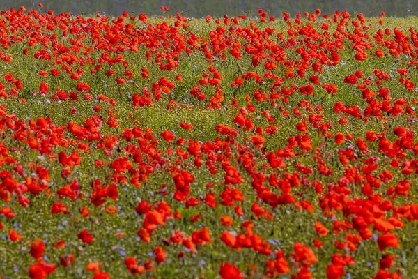 stock image A field of vibrant poppies in rural Sussex, with focus on distance