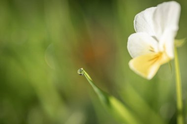 Bir çim yaprağının ucundaki su damlacığının makro fotoğrafı, bir tarafında üç renkli bir nonoş var.