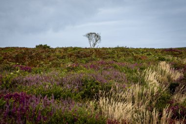 Cornwall 'da bir kırlık araziye bakıyorum. Yazın sonlarında çalılar çiçek açıyor.