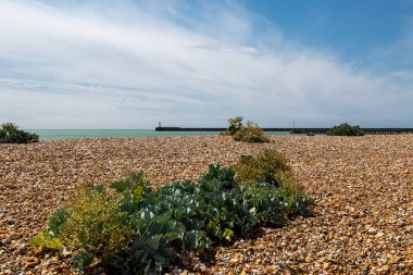 Newhaven Deniz Feneri 'ne doğru bakıyorum. Ön planda çakıl taşı plajında deniz lahanası yetişiyor.