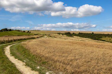 Çiçek açtıktan sonra, üzerinde mavi bir gökyüzü olan keten tarlaları boyunca uzanan bir patika.