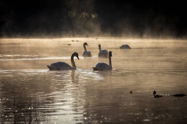 Bir sonbahar sabahında gölün üzerinde alçak sis ve altın güneş ışığıyla yüzen kuğular.