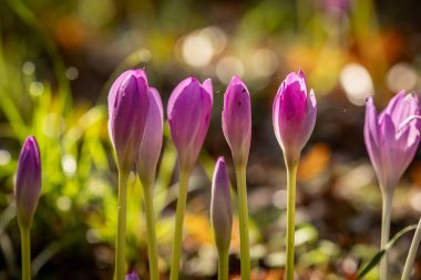 A close up of pretty autumn crocus flowers blooming on a sunny October morning clipart