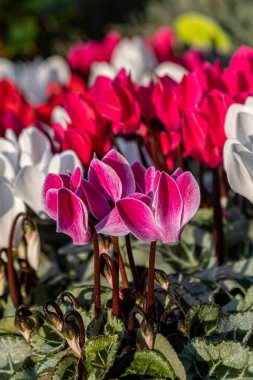 Güneşli bir sonbahar gününde çeşitli renkli siklamen bitkilerinin yakın çekimi.