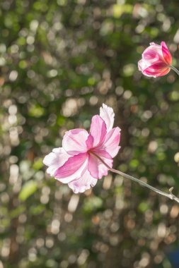 Japon şakayığının arkası. Sabah güneşi yaprakların arasından parlıyor.