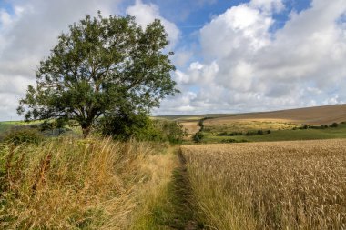 A pathway running alongside farmland in the South Downs, on a sunny summer's day clipart