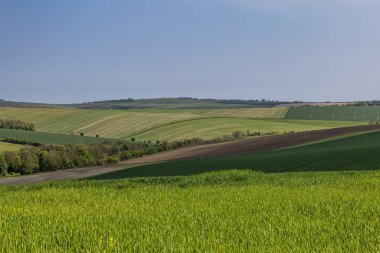 Güney Downs 'da bir bahar sabahı tarım arazisi