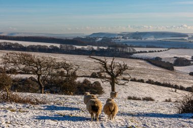 A snowy view on Ditchling Beacon in the South Downs, with sheep in the foreground and a blue sky overhead clipart