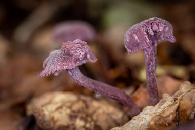 A close up of laccaria amethystina mushrooms in autumn time clipart