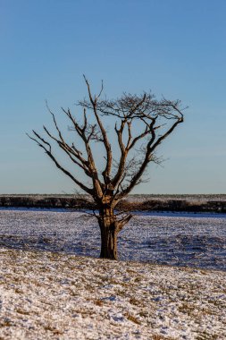 A bare tree in Sussex on a sunny winter's day with snow on the ground clipart