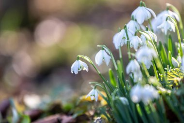 Şubat güneşinde, sığ bir tarla derinliğinde güzel kar damlaları çiçek açıyor.