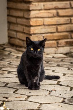 Kameraya bakan sevimli siyah bir kedi.