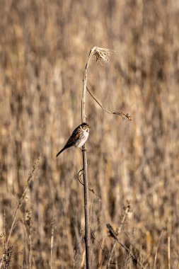 A common reed bunting in the South Downs in Sussex, on a sunny winter's day clipart