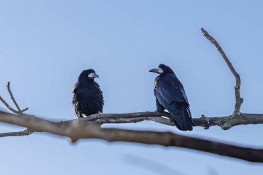Arkasında açık mavi gökyüzü olan bir ağaç dalına tünemiş iki kale.