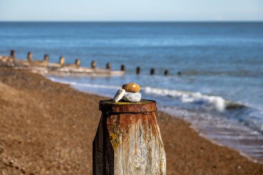 A close up of pebbles on a wooden post at the beach, on a sunny day at Eastbourne in Sussex clipart