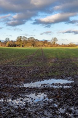 Puddles on an agricultural field in rural Sussex clipart