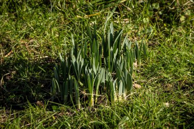 Şubat ayı başlarında yeşil filizlenen bahar ampulleri