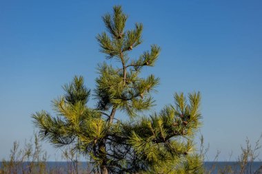 Sussex, Eastbourne sahilindeki bir çam ağacının tepesinde mavi bir gökyüzü ve arkasında okyanus var.