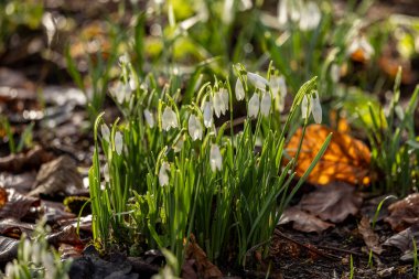 Pretty snowdrop flowers in bloom in the winter sunshine, with a shallow depth of field clipart