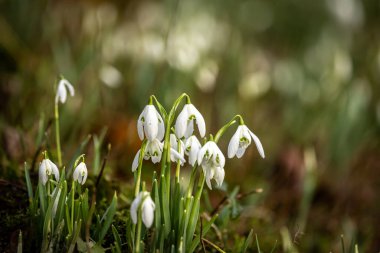 Kış sabahı güneşinde güzel kar damlalarının yakın bir fotoğrafı.