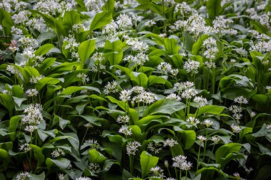 An abundance of wild garlic blooming in springtime, with selective focus clipart