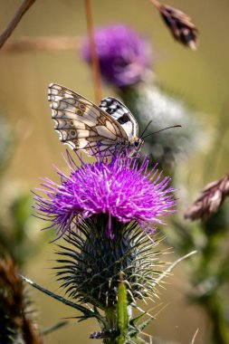 A close up of a marbled white butterfly in the Sussex countryside clipart