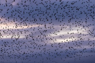 Sussex, Brighton 'da akşam gökyüzüne karşı sığırcıkların bolluğuna bakıyorum.