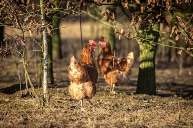 İki tavuk serbest çiftlikte organik kümes hayvanları, kış güneşinin sonunda.