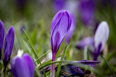 Sussex kırsalında çiçek açan güzel bir çiçek.
