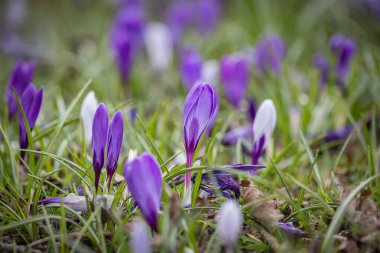 İlkbaharda açan kır çiçekleri.