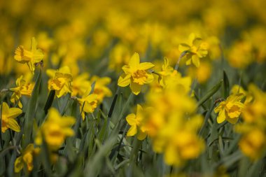 Daffodils in bloom in springtime, with a shallow depth of field
