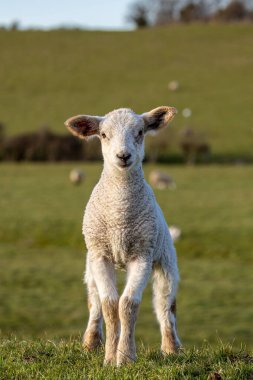 İlkbaharın başlarında bir kuzu, sığ bir tarla derinliğinde doğrudan kameraya bakıyor.