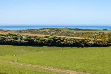 Güney Downs Yolu 'nun yamacında koyun otlatıyorlar. Sussex sahili de arkada.