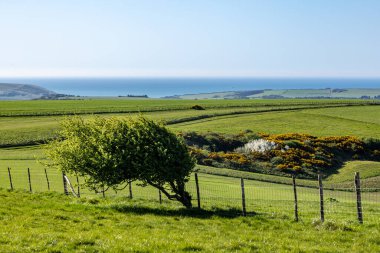 Güneşli bir bahar gününde Güney Downs Yolu boyunca uzanan huzurlu bir Sussex manzarası.