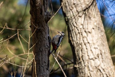 Bir dendrocopos major, genellikle büyük benekli ağaçkakan olarak örülmüş, çam ağaçlık bir ağaç gövdesinde tünemiş