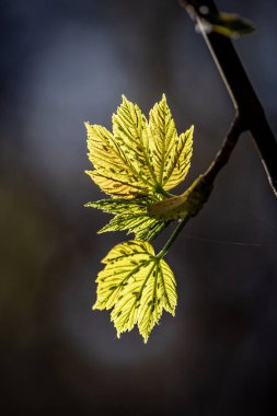 Sycamore yapraklarının üzerindeki yaprak bitleri, güneş ışığıyla aydınlatılır.