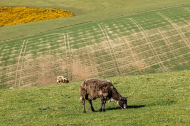 Sussex kırsalında otlayan koyunların sığ bir tarla derinliği.