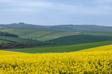 Güney Tepeleri 'nde, Sussex' te Falmer yakınlarında büyüyen tecavüz tohumları.