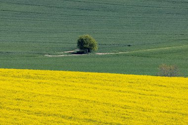 Sussex kırsalında, güneşli bir bahar gününde yeşil ve sarı tarlalar